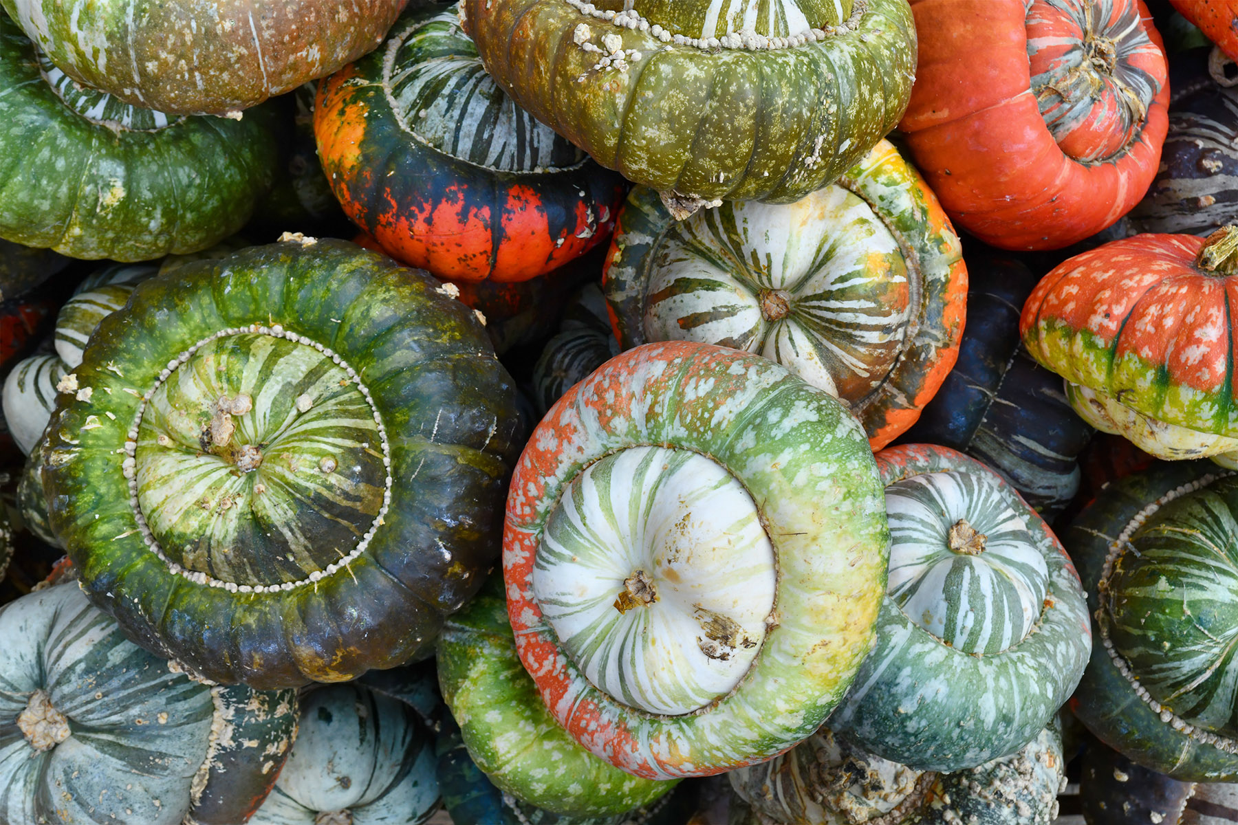 ジャケット・アウター Whitesville #44 CLEVELAND PUMPKINS 36 Heirloom Squash Varieties and Other Pumpkins – Mother Earth News